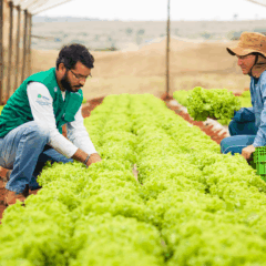 Imagem representa agricultores trabalhando no cultivo protegido de alface, dentro de estufa agrícola