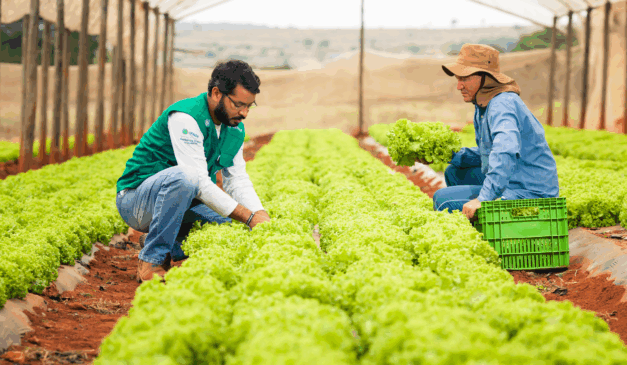 Imagem representa agricultores trabalhando no cultivo protegido de alface, dentro de estufa agrícola