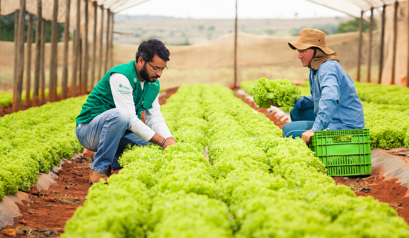Imagem representa agricultores trabalhando no cultivo protegido de alface, dentro de estufa agrícola Imagem representa agricultores trabalhando no cultivo protegido de alface, dentro de estufa agrícola