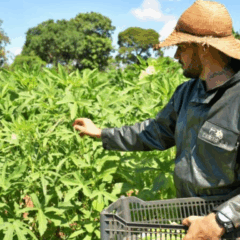 Campo Grande, capital do Mato Grosso do Sul, sancionou a Lei n. 7.454, na última quarta-feira (23), que cria o Selo da Agricultura Familiar, uma certificação que assegura a procedência, identidade e qualidade dos produtos desse segmento