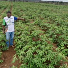 O Governo do Amapá intensificou o combate à praga vassoura-de-bruxa, que ameaça áreas produtoras de mandioca em oito cidades do estado.