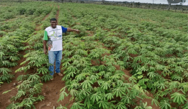 O Governo do Amapá intensificou o combate à praga vassoura-de-bruxa, que ameaça áreas produtoras de mandioca em oito cidades do estado.