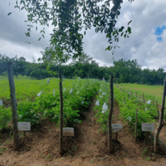 A Empresa de Desenvolvimento Agropecuário (Emdagro), do Sergipe, analisa variedades de tomate de alto potencial para o cultivo orgânico no Centro de Desenvolvimento de Tecnologia em Agroecologia (CDT-Agroecologia), em Itabaiana (SE)