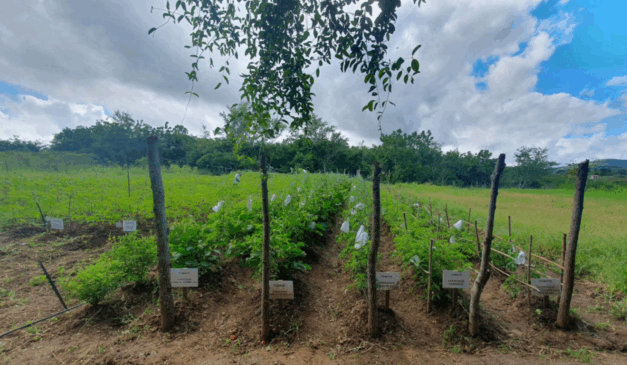 A Empresa de Desenvolvimento Agropecuário (Emdagro), do Sergipe, analisa variedades de tomate de alto potencial para o cultivo orgânico no Centro de Desenvolvimento de Tecnologia em Agroecologia (CDT-Agroecologia), em Itabaiana (SE)