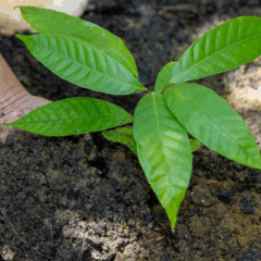 Mais de mil famílias da agricultura familiar no Recôncavo baiano iniciaram, ontem (29), um novo ciclo de produção, com uma entrega, realizada pelo governo do Estado, de kits produtivos para gerar novas oportunidades de renda.