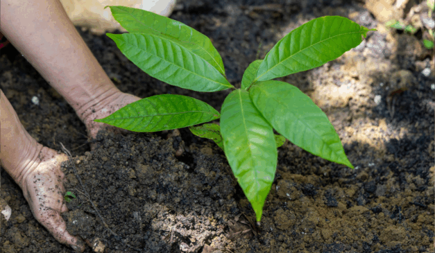 Mais de mil famílias da agricultura familiar no Recôncavo baiano iniciaram, ontem (29), um novo ciclo de produção, com uma entrega, realizada pelo governo do Estado, de kits produtivos para gerar novas oportunidades de renda.