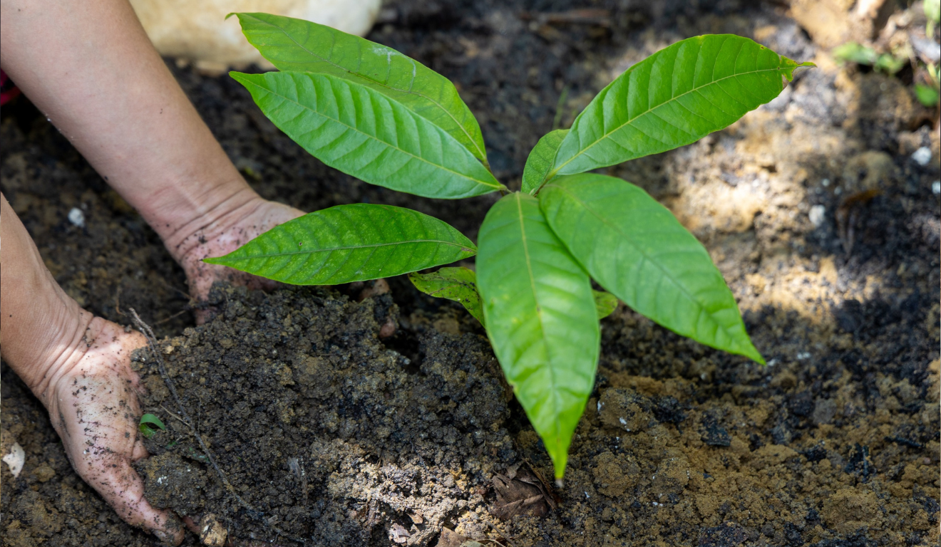 Mais de mil famílias da agricultura familiar no Recôncavo baiano iniciaram, ontem (29), um novo ciclo de produção, com uma entrega, realizada pelo governo do Estado, de kits produtivos para gerar novas oportunidades de renda.