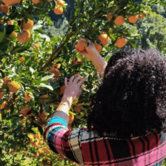 O Instituto Capixaba de Pesquisa, Assistência Técnica e Extensão Rural (Incaper) do Espírito Santo iniciou uma pesquisa para investigar a relação entre a nutrição das tangerinas e a severidade da mancha marrom em pomares ponkan na região serrana do estado
