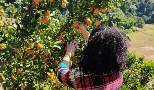 O Instituto Capixaba de Pesquisa, Assistência Técnica e Extensão Rural (Incaper) do Espírito Santo iniciou uma pesquisa para investigar a relação entre a nutrição das tangerinas e a severidade da mancha marrom em pomares ponkan na região serrana do estado