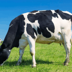 O Governo do Espírito Santo, através da Secretaria da Agricultura, Abastecimento, Aquicultura e Pesca (Seag), fortalece a atividade pecuária no estado com programas de incentivo à produção, como a melhoria genética e o acesso ao crédito rural