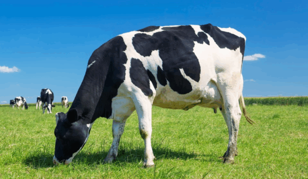 O Governo do Espírito Santo, através da Secretaria da Agricultura, Abastecimento, Aquicultura e Pesca (Seag), fortalece a atividade pecuária no estado com programas de incentivo à produção, como a melhoria genética e o acesso ao crédito rural