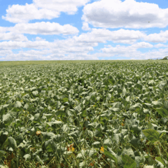A Embrapa Milho e Sorgo (MG) desenvolveu um inoculante a partir de uma bactéria isolada de solos áridos do Ceará, com objetivo de ser usado como insumo natural para proteger as plantas em condições de escassez hídrica e ainda estimular seu crescimento
