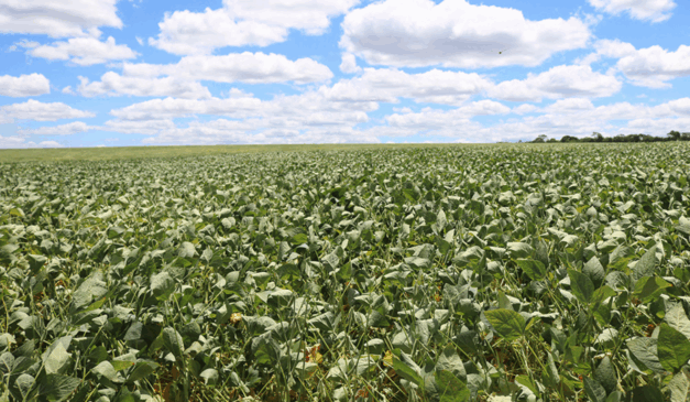 A Embrapa Milho e Sorgo (MG) desenvolveu um inoculante a partir de uma bactéria isolada de solos áridos do Ceará, com objetivo de ser usado como insumo natural para proteger as plantas em condições de escassez hídrica e ainda estimular seu crescimento