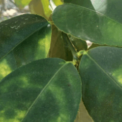 O Governo de Minas Gerais estipulou o prazo para o envio do Relatório de Vistoria Fitossanitária do Greening (HLB), referente ao primeiro semestre de 2025, para ser realizado até o dia 15/7
