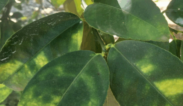 O Governo de Minas Gerais estipulou o prazo para o envio do Relatório de Vistoria Fitossanitária do Greening (HLB), referente ao primeiro semestre de 2025, para ser realizado até o dia 15/7