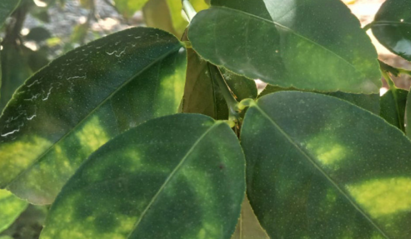 O Governo de Minas Gerais estipulou o prazo para o envio do Relatório de Vistoria Fitossanitária do Greening (HLB), referente ao primeiro semestre de 2025, para ser realizado até o dia 15/7