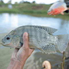 A Secretária da Agricultura, Pecuária e Abastecimento (Seapa) de Goiás incluiu, pela primeira vez, a tilápia entre os produtos disponíveis Programa de Aquisição de Alimento (PAA) A decisão foi feita para estimular a cadeia produtiva da espécie no estado