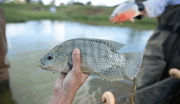 A Secretária da Agricultura, Pecuária e Abastecimento (Seapa) de Goiás incluiu, pela primeira vez, a tilápia entre os produtos disponíveis Programa de Aquisição de Alimento (PAA) A decisão foi feita para estimular a cadeia produtiva da espécie no estado
