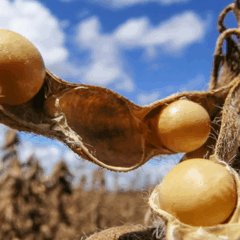 A Associação Brasileira das Indústrias de Óleos Vegetais (Abiove) divulgou, ontem (17), as projeções para o Complexo da Soja em 2025.