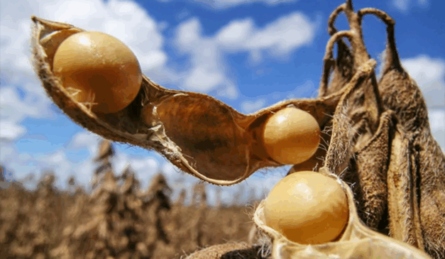 A Associação Brasileira das Indústrias de Óleos Vegetais (Abiove) divulgou, ontem (17), as projeções para o Complexo da Soja em 2025.