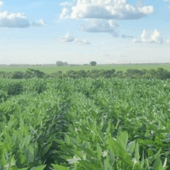 Durante os dias 2 a 5 de setembro, a cidade de Luís Correia, no Piauí, receberá o 13ª Congresso Brasileiro de Melhoramento de Plantas.