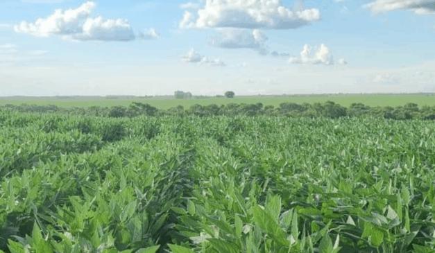 Durante os dias 2 a 5 de setembro, a cidade de Luís Correia, no Piauí, receberá o 13ª Congresso Brasileiro de Melhoramento de Plantas.