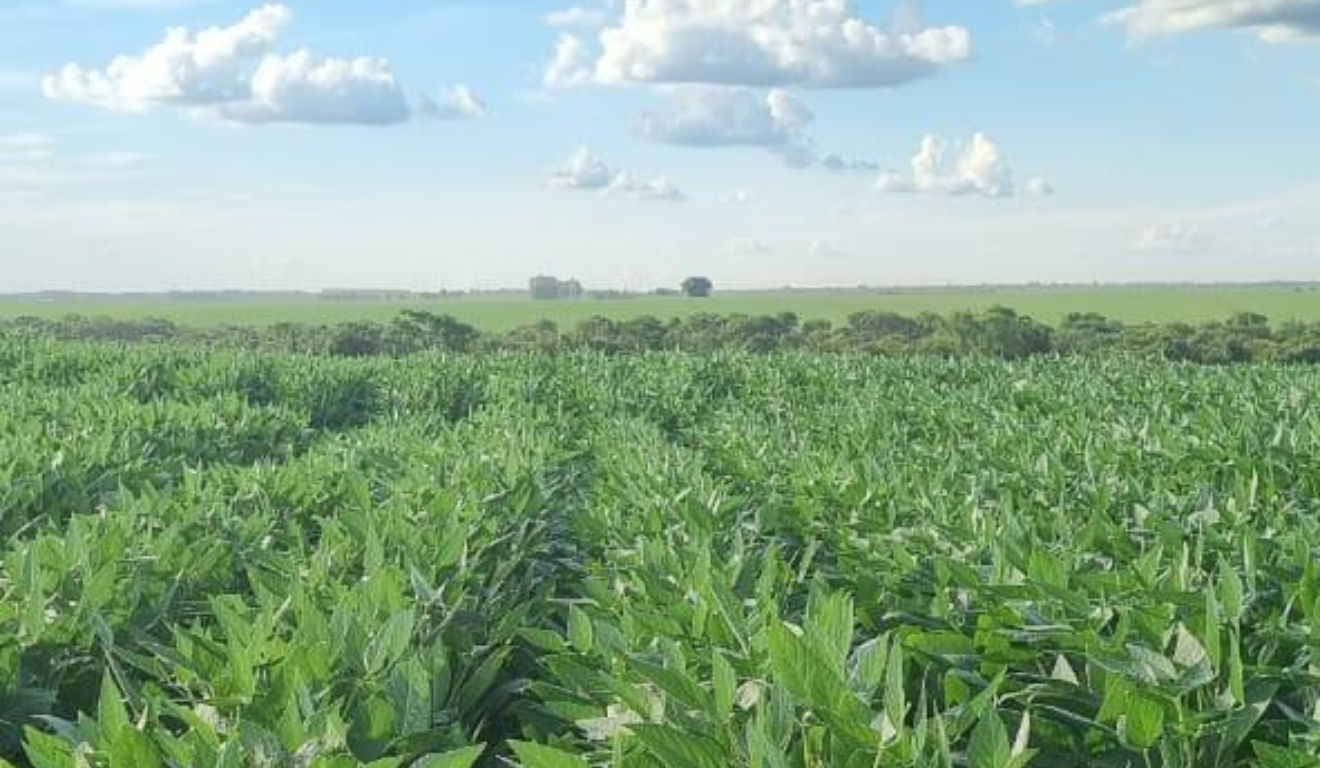 Durante os dias 2 a 5 de setembro, a cidade de Luís Correia, no Piauí, receberá o 13ª Congresso Brasileiro de Melhoramento de Plantas.