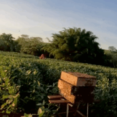 A polinização animal contribuiu para 12,6% do valor da produção agrícola no Paraná em 2023, de acordo com dados coletados pelo Instituto Brasileiro de Geografia e Estatística (IBGE) para o estudo “Contribuição dos Polinizadores para as Produções Agrícolas e Extrativistas do Brasil".