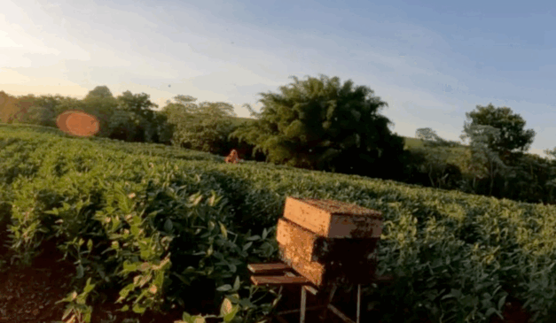 A polinização animal contribuiu para 12,6% do valor da produção agrícola no Paraná em 2023, de acordo com dados coletados pelo Instituto Brasileiro de Geografia e Estatística (IBGE) para o estudo “Contribuição dos Polinizadores para as Produções Agrícolas e Extrativistas do Brasil".