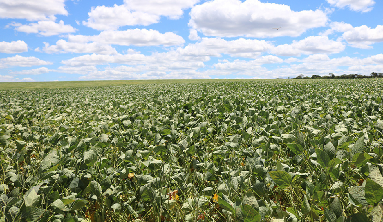 A Embrapa Milho e Sorgo (MG) desenvolveu um inoculante a partir de uma bactéria isolada de solos áridos do Ceará, com objetivo de ser usado como insumo natural para proteger as plantas em condições de escassez hídrica e ainda estimular seu crescimento A Embrapa Milho e Sorgo (MG) desenvolveu um inoculante a partir de uma bactéria isolada de solos áridos do Ceará, com objetivo de ser usado como insumo natural para proteger as plantas em condições de escassez hídrica e ainda estimular seu crescimento