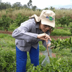 Método detecta resíduos de pesticidas no pólen da laranjeira com alta precisão, menor impacto ambiental e custo reduzido