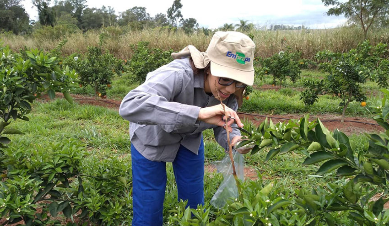 Método detecta resíduos de pesticidas no pólen da laranjeira com alta precisão, menor impacto ambiental e custo reduzido