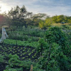 Protagonismo feminino no agro -14ª ExpoZabelê