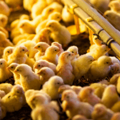 Pintinhos recém-nascidos na granja, fase inicial da criação de frango