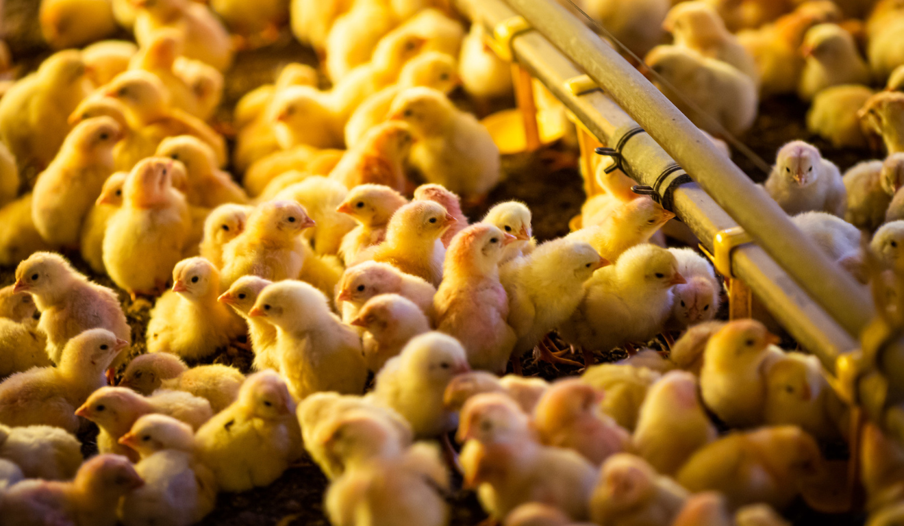 Pintinhos recém-nascidos na granja, fase inicial da criação de frango