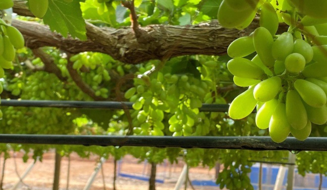 Irrigação por gotejamento
