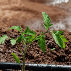 Sistema de irrigação por gotejamento em lavoura, implementado por meio do Programa Irriga+, promovendo o uso eficiente da água na agricultura.