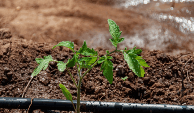 Sistema de irrigação por gotejamento em lavoura, implementado por meio do Programa Irriga+, promovendo o uso eficiente da água na agricultura.