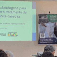 Foto:  Izabel Carneiro/Embrapa 