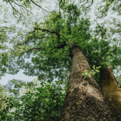 Saiba como a silvicultura tem transformado o agronegócio brasileiro ao aliar produtividade, sequestro de carbono e sustentabilidade ambiental
