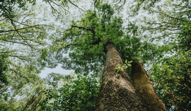 Saiba como a silvicultura tem transformado o agronegócio brasileiro ao aliar produtividade, sequestro de carbono e sustentabilidade ambiental