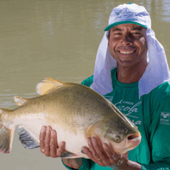 A imagem ilustra pescador segurando tambaqui nas mãos, após a captura em sistema de cultivo na região amazônica