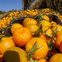 A imagem representa as tangerinas ponkan de Cerro Azul (PR) que receberam certificado de indicação geográfica
