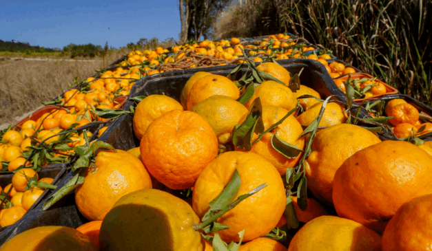 A imagem representa as tangerinas ponkan de Cerro Azul (PR) que receberam certificado de indicação geográfica