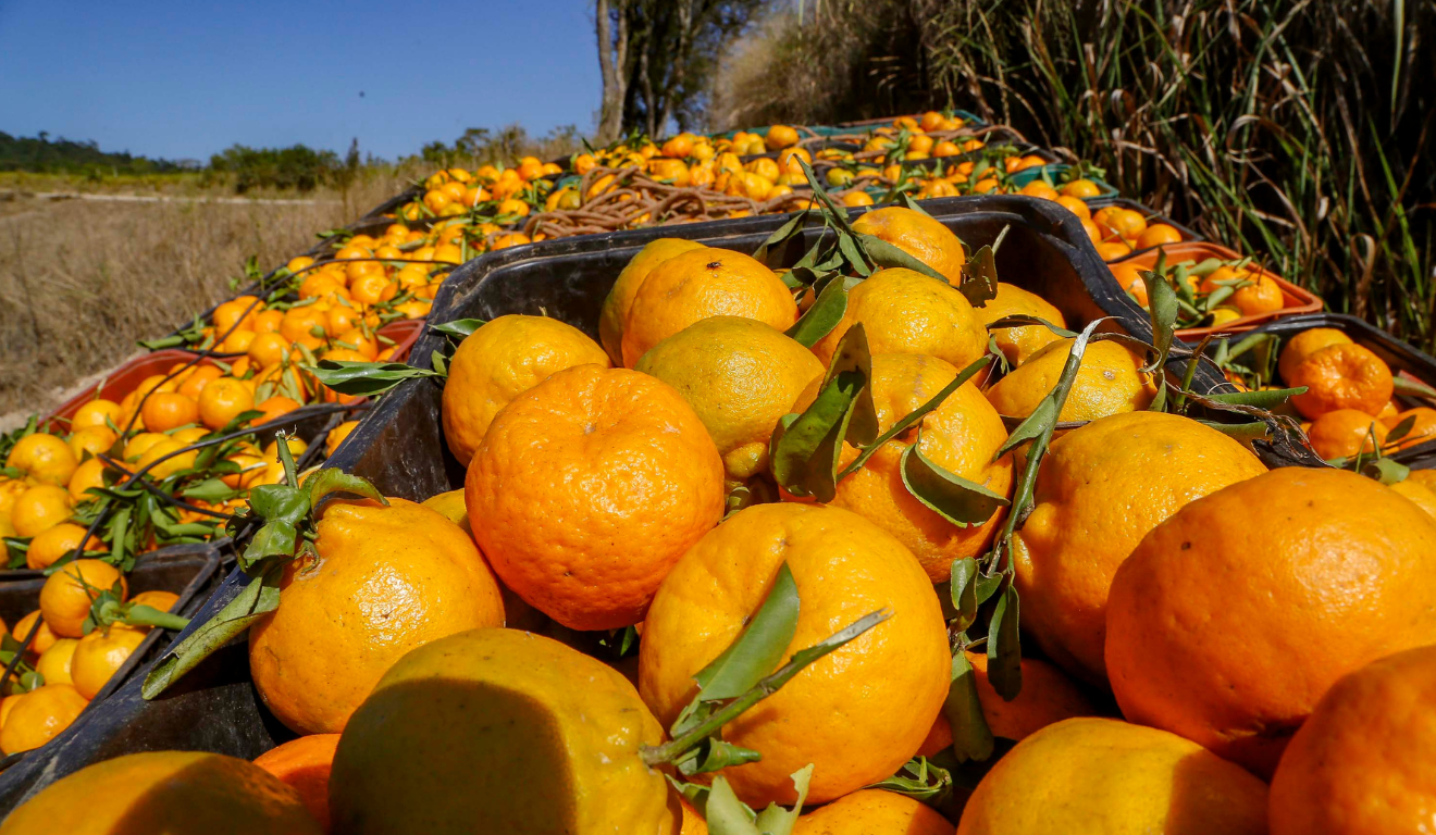 A imagem representa as tangerinas ponkan de Cerro Azul (PR) que receberam certificado de indicação geográfica