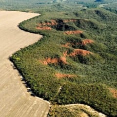 Cerrado brasileiro