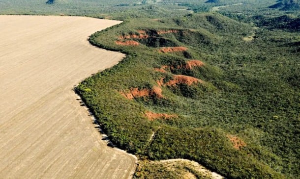 Cerrado brasileiro