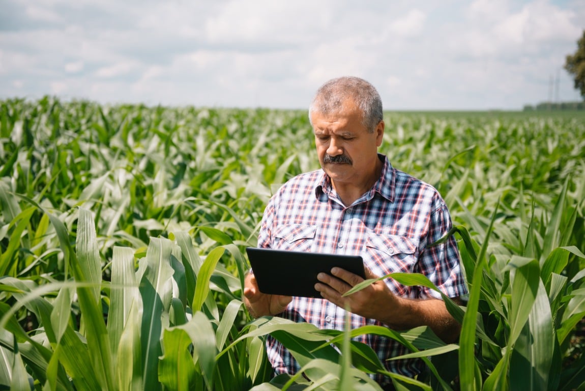 Adult farmer checking plants on his farm. agronomist holds tablet in the corn field and examining crops. Agribusiness concept. agricultural engineer standing in a corn field with a tablet. Adult farmer checking plants on his farm. agronomist holds tablet in the corn field and examining crops. Agribusiness concept. agricultural engineer standing in a corn field with a tablet.