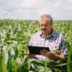 Adult farmer checking plants on his farm. agronomist holds tablet in the corn field and examining crops. Agribusiness concept. agricultural engineer standing in a corn field with a tablet.