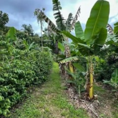 agrofloresta